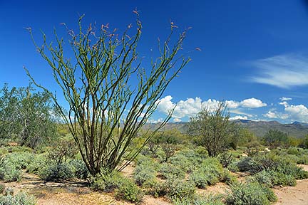 Ocotillo, McDowell Mountain Regional Park, March 20, 2015